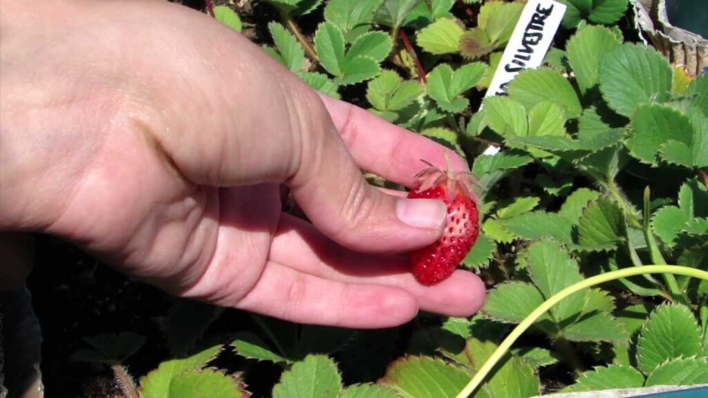Cómo y cuándo recolectar fresas adecuadamente