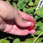 Cómo y cuándo recolectar fresas adecuadamente