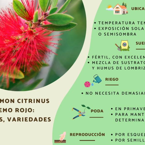 Cómo y cuándo se debe podar el Callistemon (Bottlebrush)