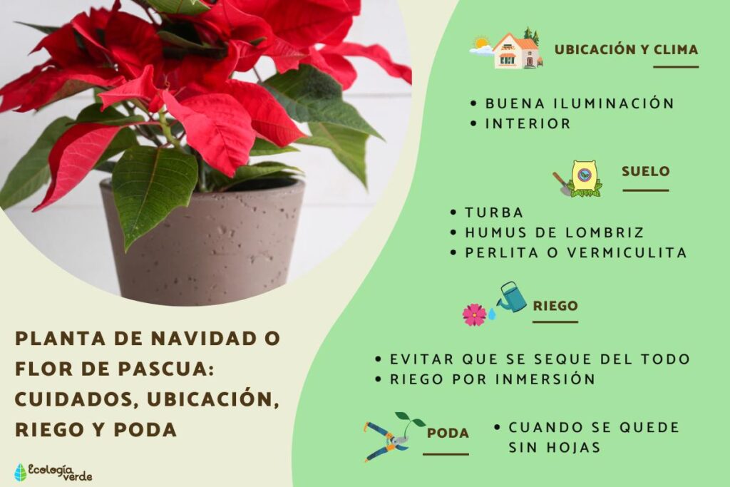 Cómo y cuándo se deben fertilizar las poinsettias en Navidad