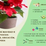 Cómo y cuándo se deben fertilizar las poinsettias en Navidad