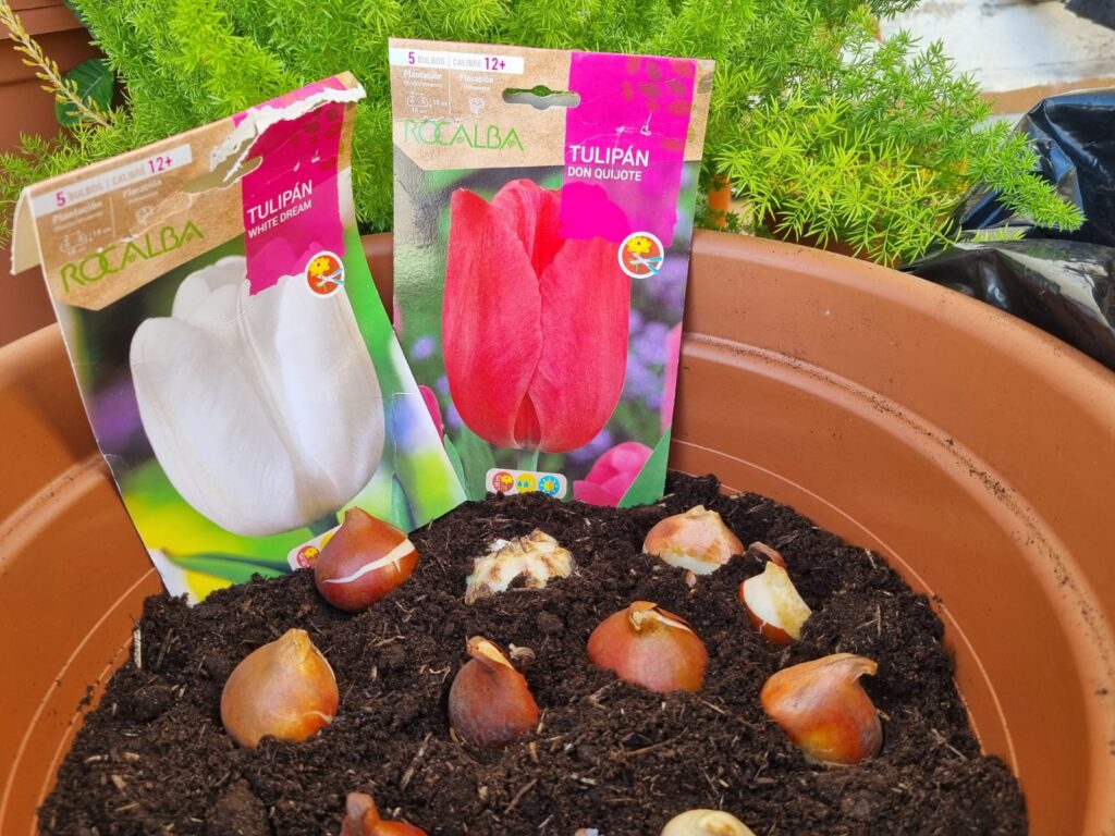 Cómo y cuándo se plantan los tulipanes en la Zona 5