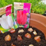 Cómo y cuándo se plantan los tulipanes en la Zona 5