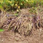 Cómo y cuándo se recolectan las semillas de frijol