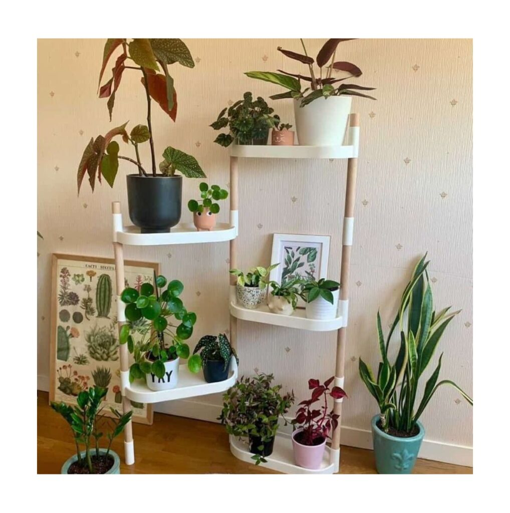 Cómo y cuándo separar y cuarentenar plantas de interior