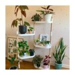 Cómo y cuándo separar y cuarentenar plantas de interior