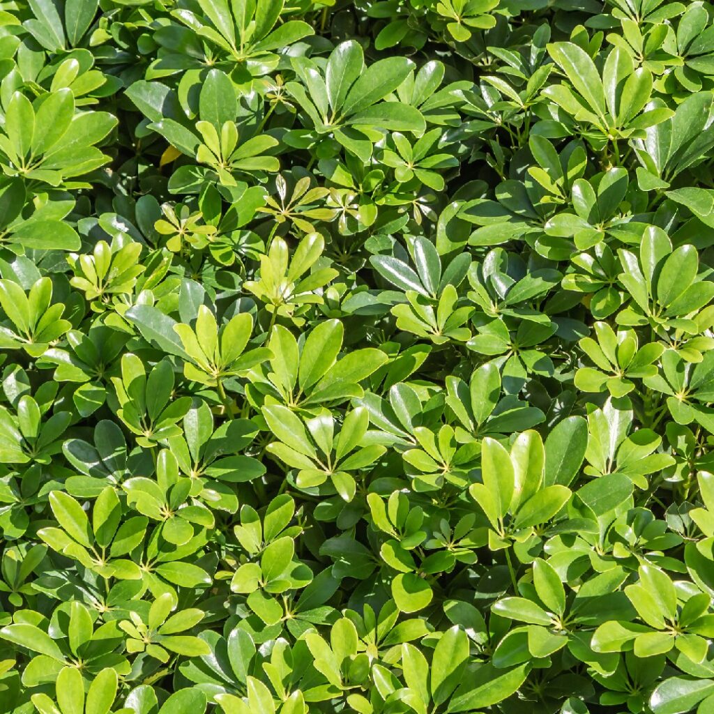 Cómo y dónde crecen las scheffleras de manera óptima