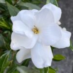 Cómo y por qué hacer deadheading en gardenias