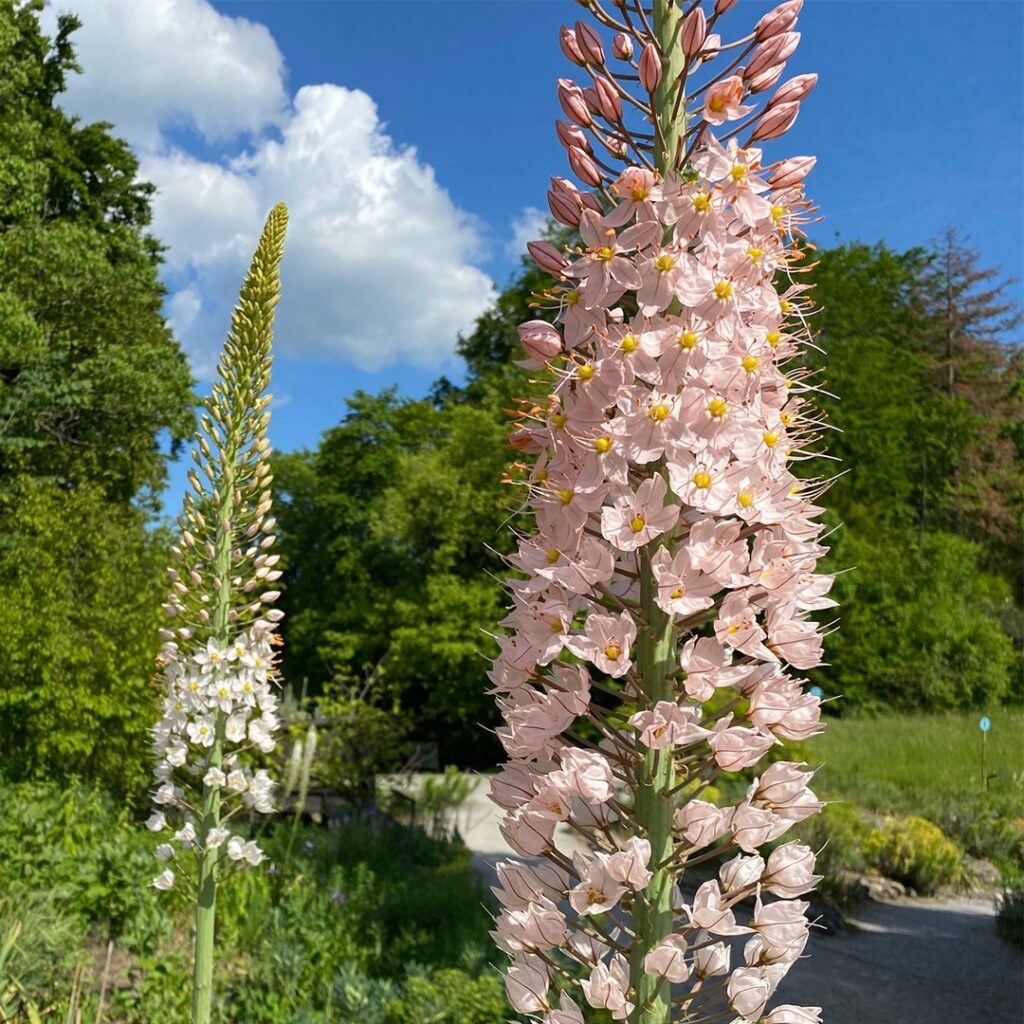 Cómo y por qué podar flores marchitas del zorro correctamente