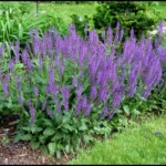 Con qué plantas combina bien la salvia en el jardín
