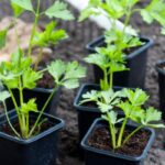 Con qué plantas es compatible el apio en el huerto