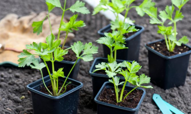 Con qué plantas es compatible el apio en el huerto