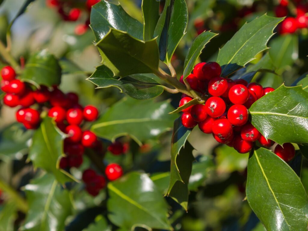 Conoces arbustos y árboles con bayas rojas para tu jardín