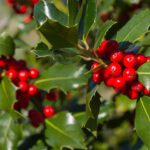 Conoces arbustos y árboles con bayas rojas para tu jardín