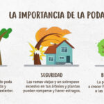 Conoces la importancia de la poda de ramas en plantas