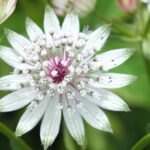 Conoces la planta Astrantia Major, también llamada Masterwort