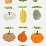 Conoces las 10 calabazas más peculiares para probar