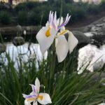 Conoces las 5 variedades de iris blanco para jardín