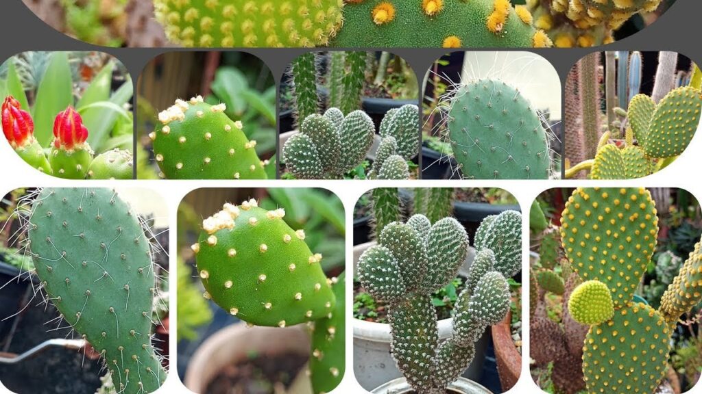 Conoces las diferentes variedades de Cactus Opuntia