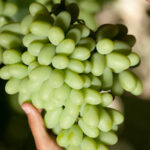 Conoces las variedades de uvas sin semillas más comunes