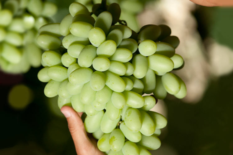 Conoces las variedades de uvas sin semillas más comunes