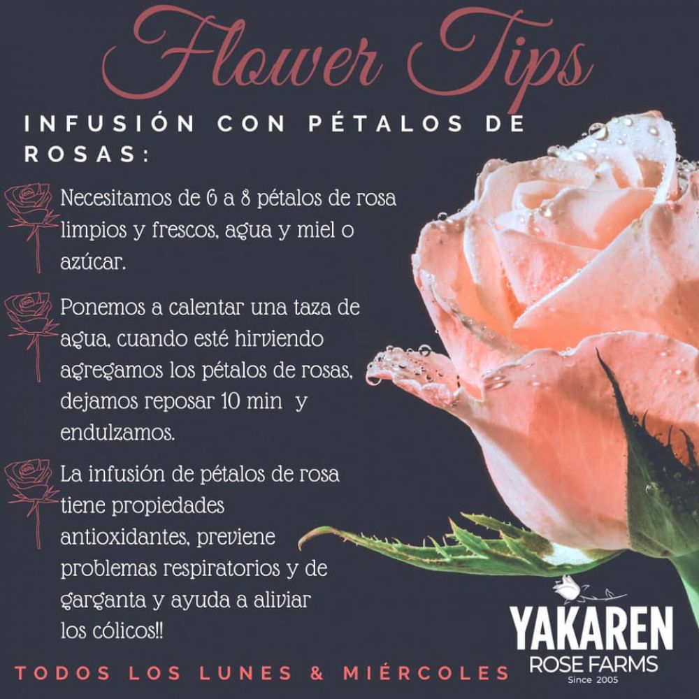 Conoces las ventajas de las rosas autolimpiantes