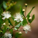 Consejos para cuidar el mirto dulce en tu jardín