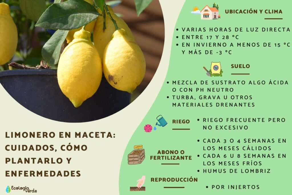 Consejos para cuidar limoneros: todo lo que necesitas saber
