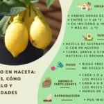Consejos para cuidar limoneros: todo lo que necesitas saber