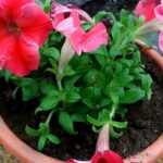 Consejos para cuidar petunias en cestas colgantes