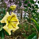 Consejos para cuidar y cultivar Chalice Vine en casa