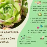 Consejos para cuidar y cultivar suculentas Echeveria