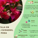 Consejos para cultivar bougainvilleas en macetas y enrejados