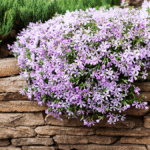 Consejos para cultivar Creeping Phlox en macetas colgantes