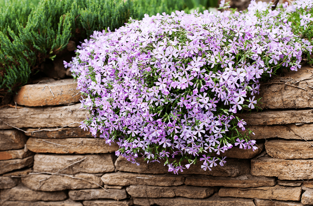 Consejos para cultivar Creeping Phlox en macetas colgantes