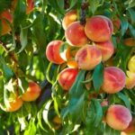 Consejos para cultivar duraznos amarillos deliciosos