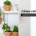 Consejos para cultivar hierbas en espacios con poca luz