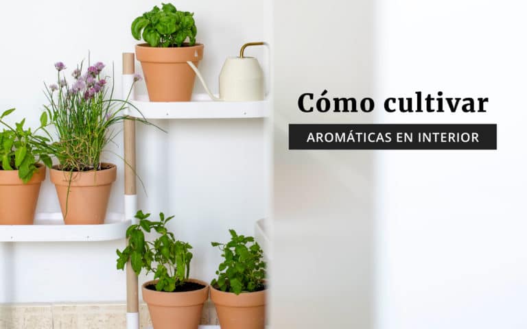 Consejos para cultivar hierbas en espacios con poca luz