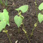 Consejos para cultivar judías de crotalarias en macetas