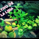 Consejos para cultivar limas desde semillas
