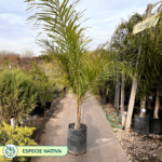 Consejos para cultivar palmeras pindo y su cuidado óptimo