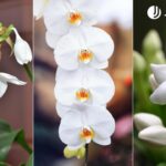 Consejos para cultivar plantas blancas en interiores