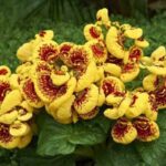 Consejos para cultivar plantas Calceolaria en casa