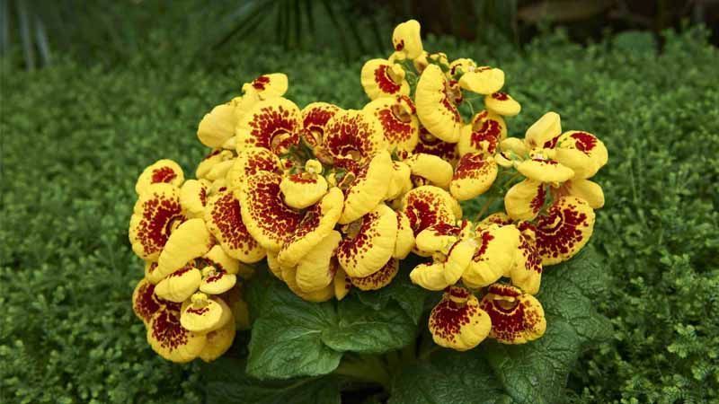 Consejos para cultivar plantas Calceolaria en casa