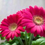 Consejos para cultivar plantas de flores silvestres en macetas
