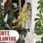Consejos para cultivar plantas trepadoras en macetas