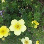 Consejos para cultivar Potentilla arbustiva en tu jardín