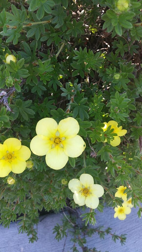 Consejos para cultivar Potentilla arbustiva en tu jardín