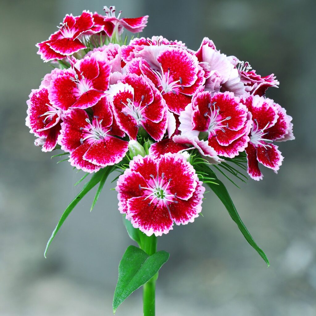 Consejos para cultivar Sweet William en macetas con dianthus