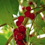 Consejos para cultivar Winterberry Holly de forma exitosa